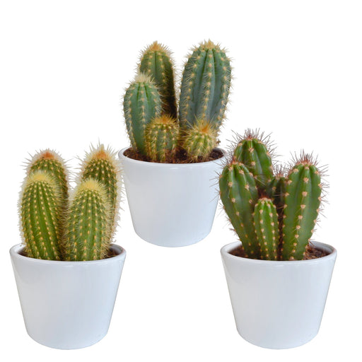 Scatola Per Cactus E I Suoi Vasi Per Piante Bianchi - Set Di 3 Piante, H23Cm