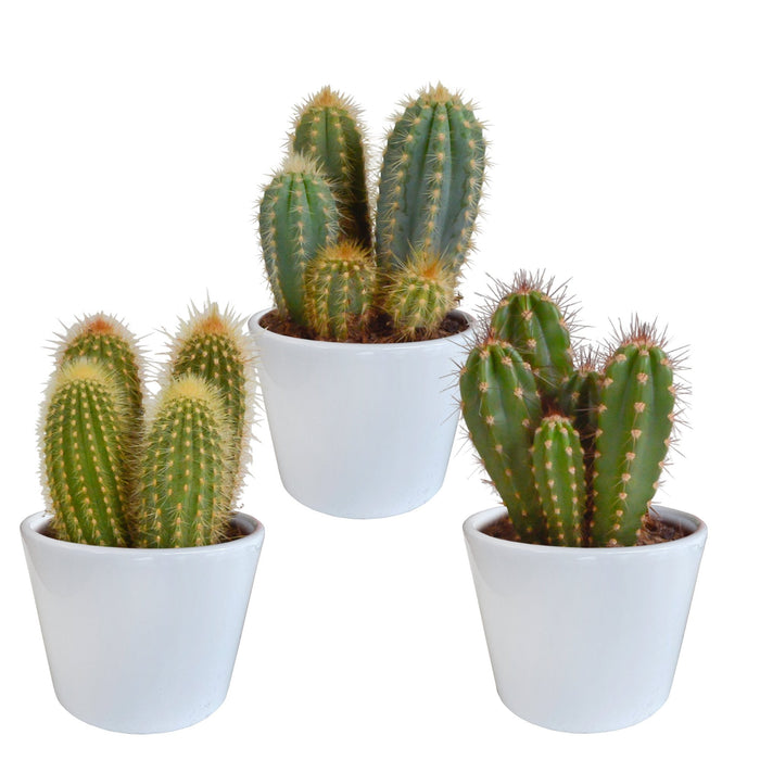 Scatola Per Cactus E I Suoi Vasi Per Piante Bianchi - Set Di 3 Piante, H23Cm