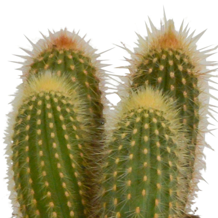 Scatola Per Cactus E I Suoi Vasi Per Piante Bianchi - Set Di 3 Piante, H23Cm