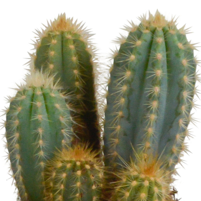 Scatola Per Cactus E I Suoi Vasi Per Piante Bianchi - Set Di 3 Piante, H23Cm