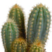 Scatola Per Cactus E I Suoi Vasi Per Piante Bianchi - Set Di 3 Piante, H23Cm