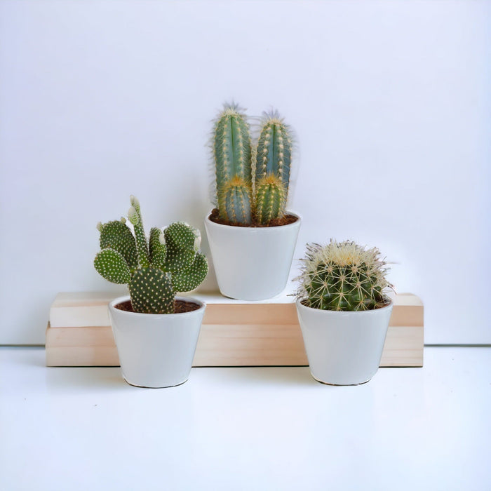 Scatola Per Cactus E I Suoi Vasi Per Piante Bianchi - Set Di 3 Piante, H23Cm