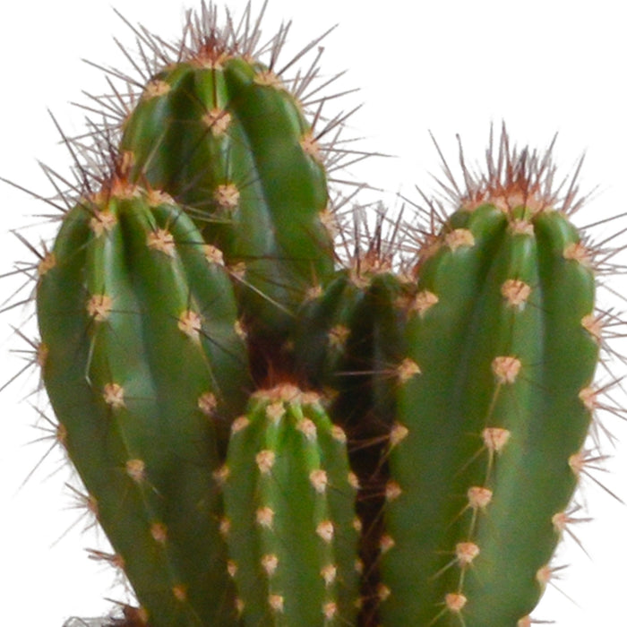 Scatola Per Cactus E I Suoi Vasi Per Piante Bianchi - Set Di 3 Piante, H23Cm