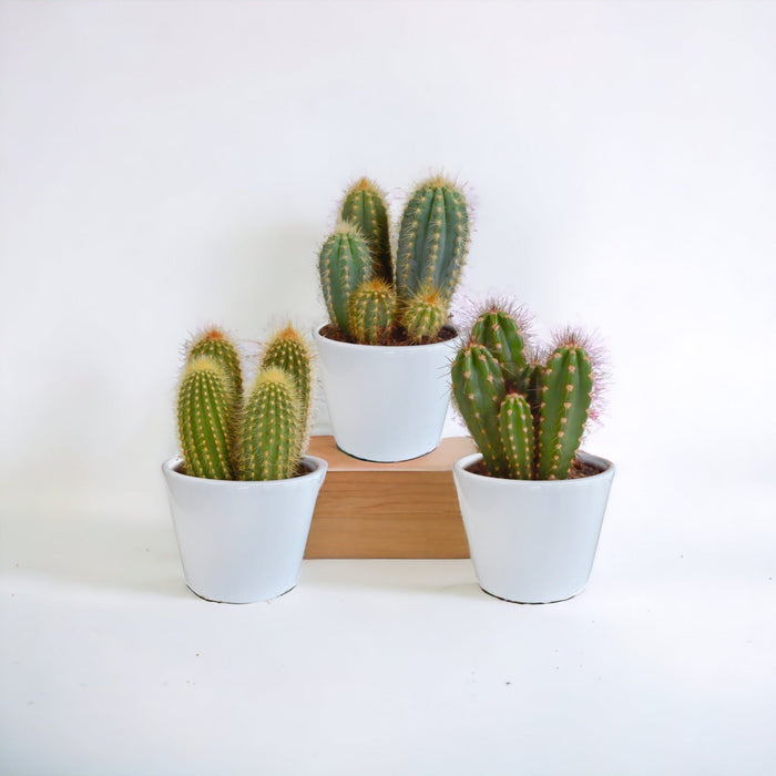 Scatola Per Cactus E I Suoi Vasi Per Piante Bianchi - Set Di 3 Piante, H23Cm