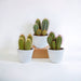 Scatola Per Cactus E I Suoi Vasi Per Piante Bianchi - Set Di 3 Piante, H23Cm