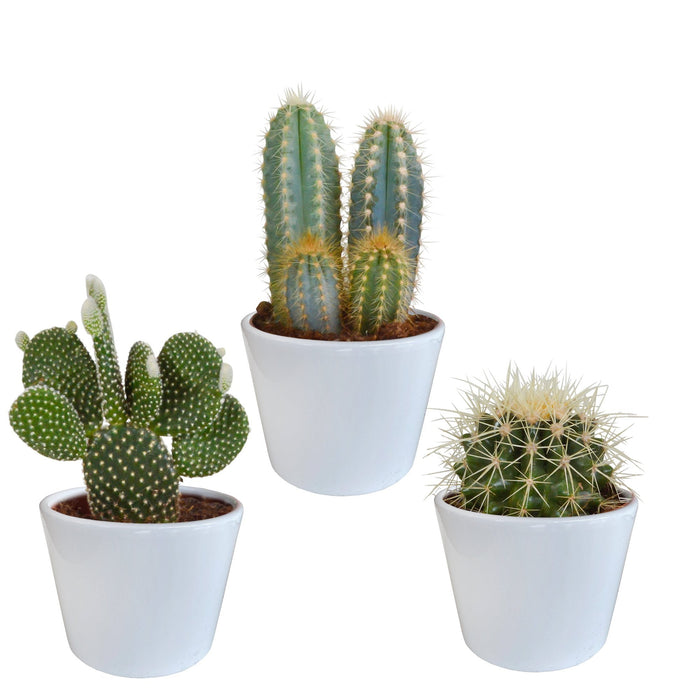 Scatola Per Cactus E I Suoi Vasi Per Piante Bianchi - Set Di 3 Piante, H23Cm