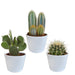 Scatola Per Cactus E I Suoi Vasi Per Piante Bianchi - Set Di 3 Piante, H23Cm
