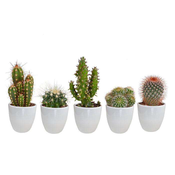 Scatola Per Cactus E I Suoi Vasi Per Piante Bianchi - Set Di 5 Piante, H40Cm