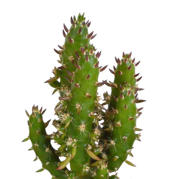 Scatola Per Cactus E I Suoi Vasi Per Piante Bianchi - Set Di 5 Piante, H40Cm