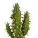 Scatola Per Cactus E I Suoi Vasi Per Piante Bianchi - Set Di 5 Piante, H40Cm