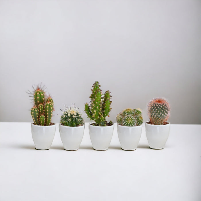 Scatola Per Cactus E I Suoi Vasi Per Piante Bianchi - Set Di 5 Piante, H40Cm