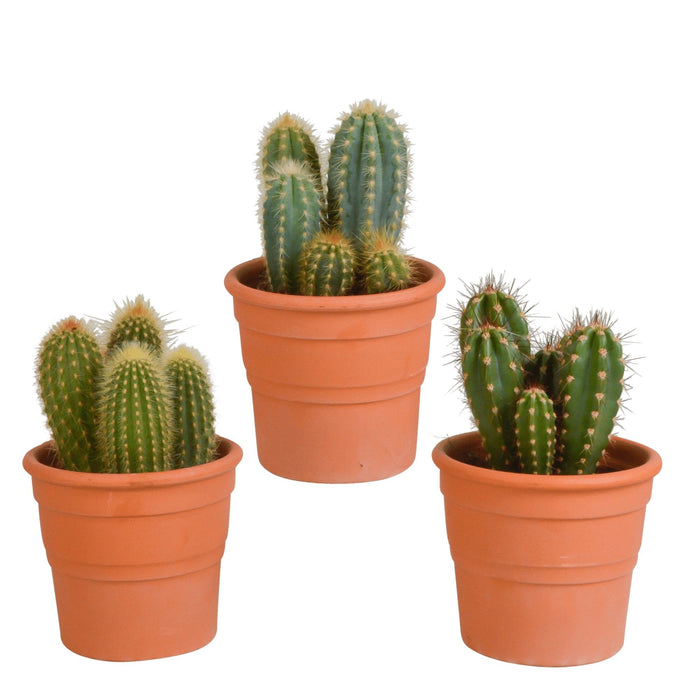 Scatola Per Cactus E I Suoi Vasi Per Piante In Terracotta - Set Di 3 Piante, H23Cm