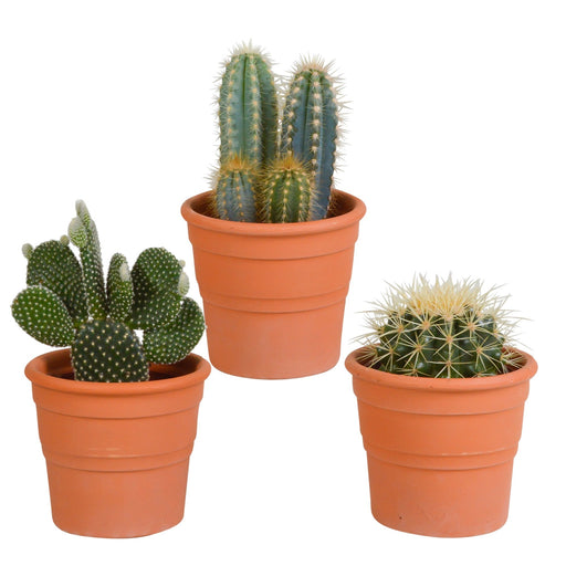 Scatola Per Cactus E I Suoi Vasi Per Piante In Terracotta - Set Di 3 Piante, H23Cm