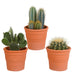Scatola Per Cactus E I Suoi Vasi Per Piante In Terracotta - Set Di 3 Piante, H23Cm