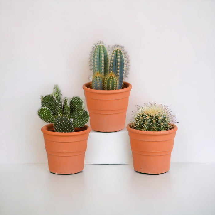 Scatola Per Cactus E I Suoi Vasi Per Piante In Terracotta - Set Di 3 Piante, H23Cm