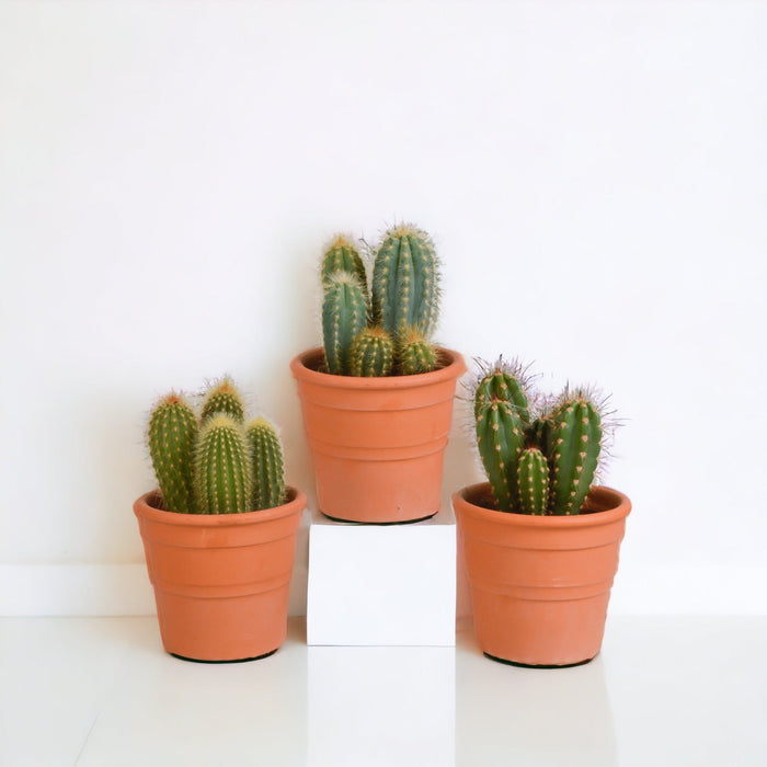 Scatola Per Cactus E I Suoi Vasi Per Piante In Terracotta - Set Di 3 Piante, H23Cm