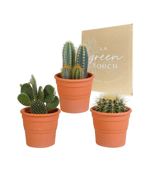 Scatola Per Cactus E I Suoi Vasi Per Piante In Terracotta - Set Di 3 Piante, H23Cm