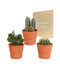 Scatola Per Cactus E I Suoi Vasi Per Piante In Terracotta - Set Di 3 Piante, H23Cm