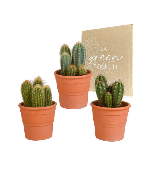 Scatola Per Cactus E I Suoi Vasi Per Piante In Terracotta - Set Di 3 Piante, H23Cm