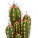 Scatola Di Cactus - Lotto Di 10 Piante, H13Cm