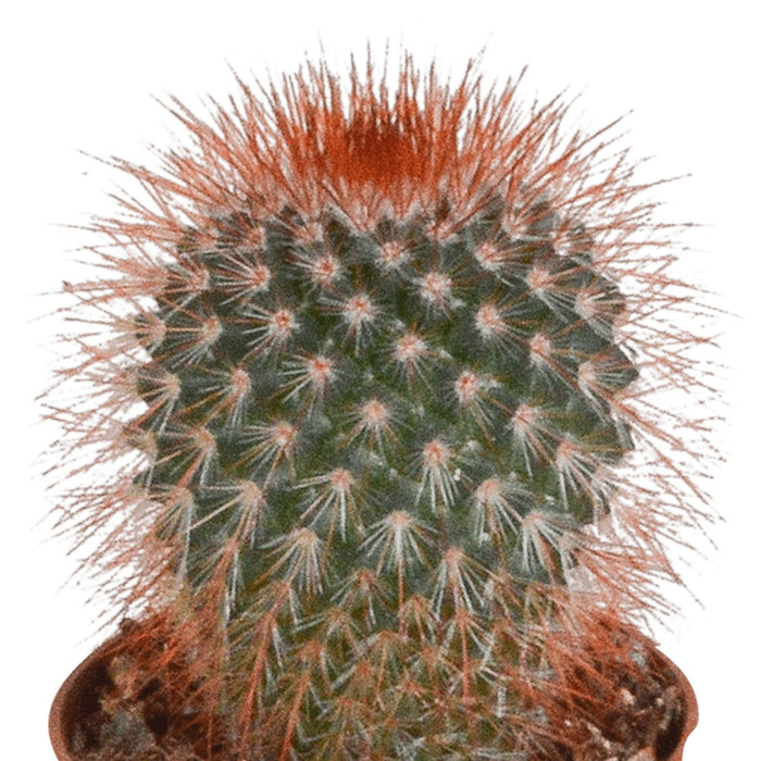 Scatola Di Cactus - Lotto Di 10 Piante, H13Cm