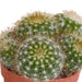 Scatola Di Cactus - Lotto Di 10 Piante, H13Cm