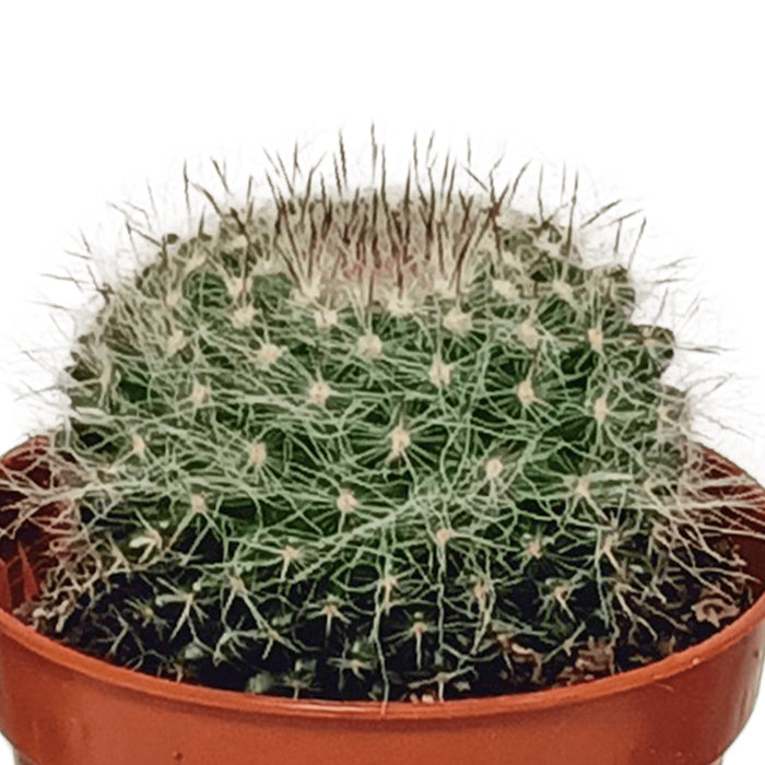 Scatola Di Cactus - Lotto Di 10 Piante, H13Cm