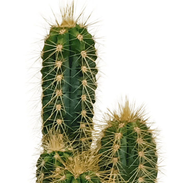Scatola Di Cactus - Lotto Di 10 Piante, H13Cm