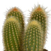 Scatola Per Cactus - Set Di 3 Piante, H23Cm