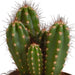 Scatola Per Cactus - Set Di 3 Piante, H23Cm