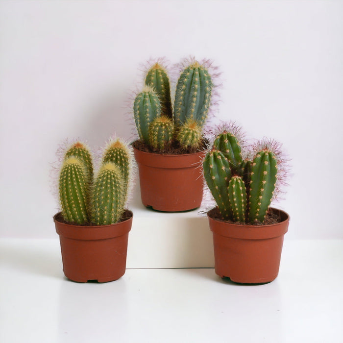 Scatola Per Cactus - Set Di 3 Piante, H23Cm