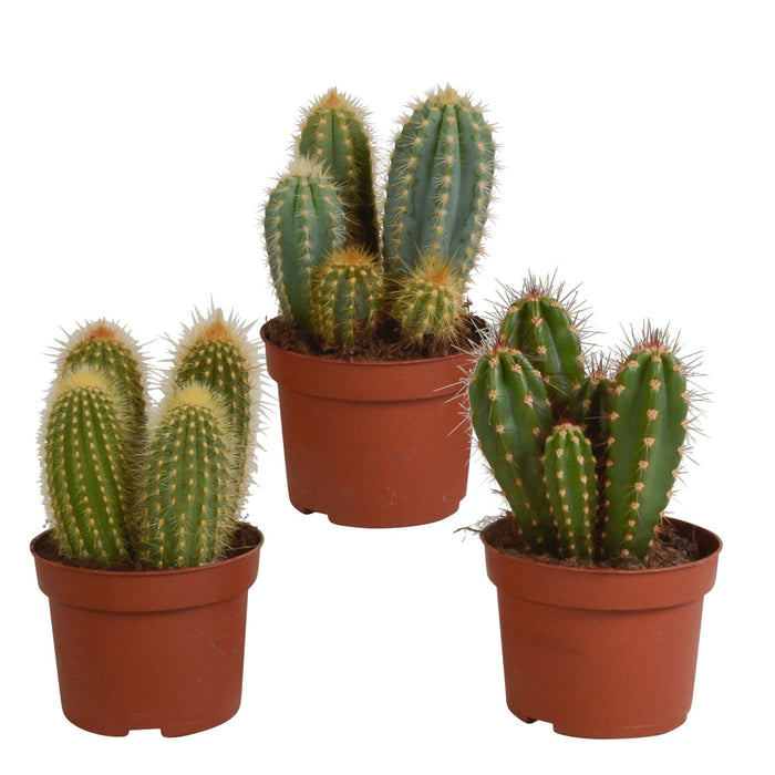 Scatola Per Cactus - Set Di 3 Piante, H23Cm