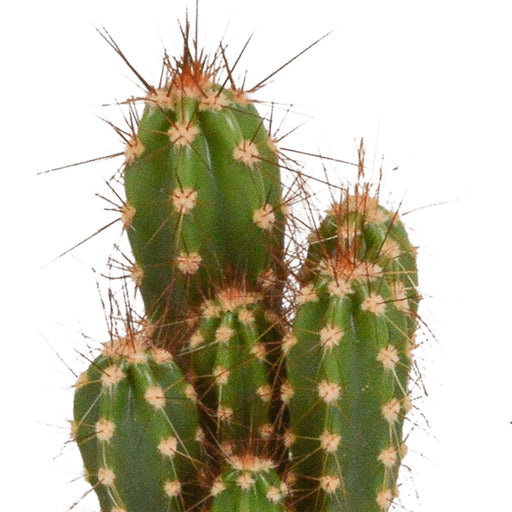 Scatola Per Cactus - Set Di 5 Piante, H13Cm