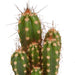 Scatola Per Cactus - Set Di 5 Piante, H13Cm