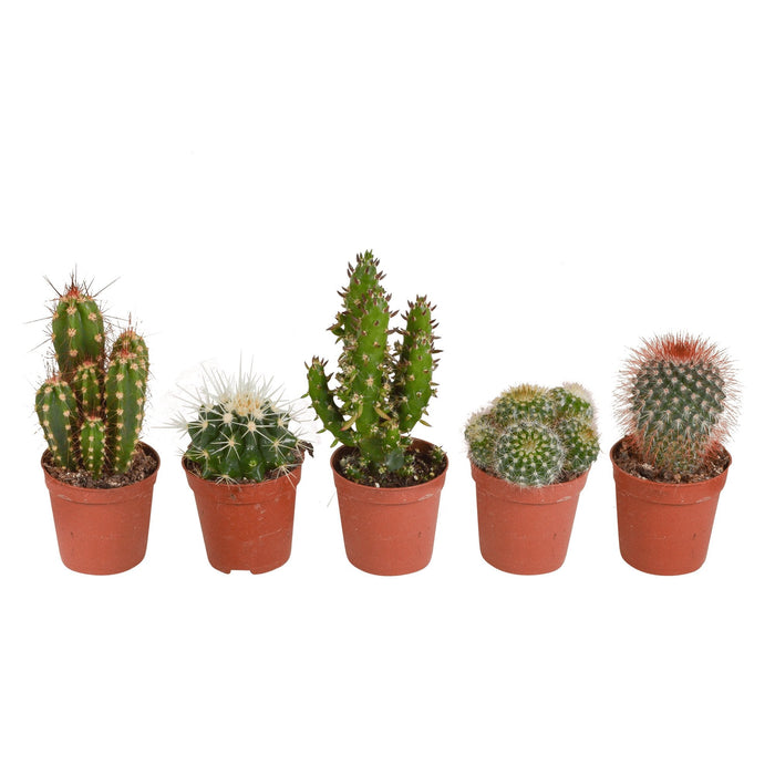 Scatola Per Cactus - Set Di 5 Piante, H13Cm