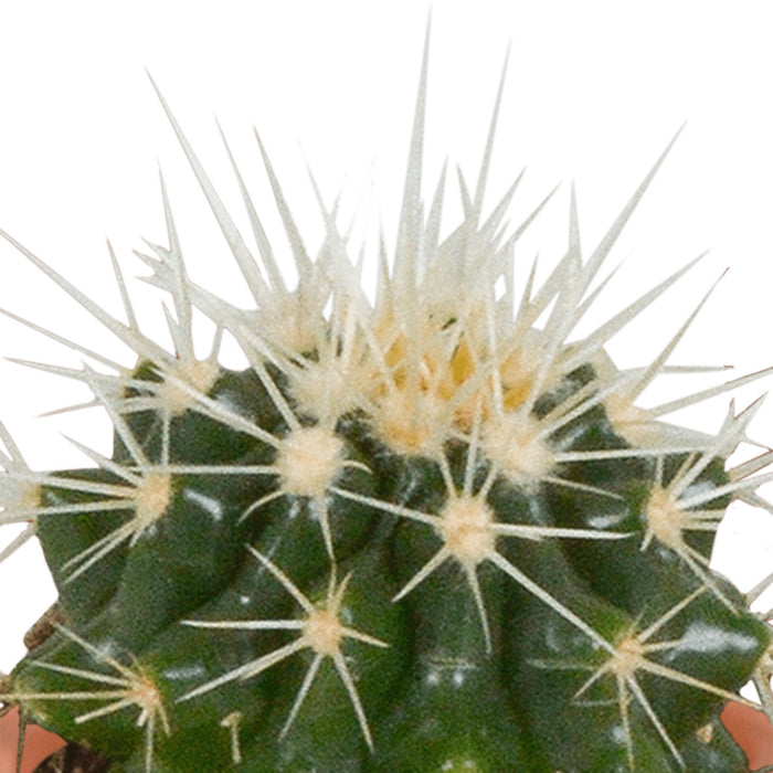 Scatola Cactus, Piante Grasse - Set Da 15 Piante, H13Cm