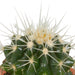 Scatola Cactus, Piante Grasse - Set Da 15 Piante, H13Cm
