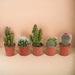 Scatola Cactus, Piante Grasse - Set Da 15 Piante, H13Cm