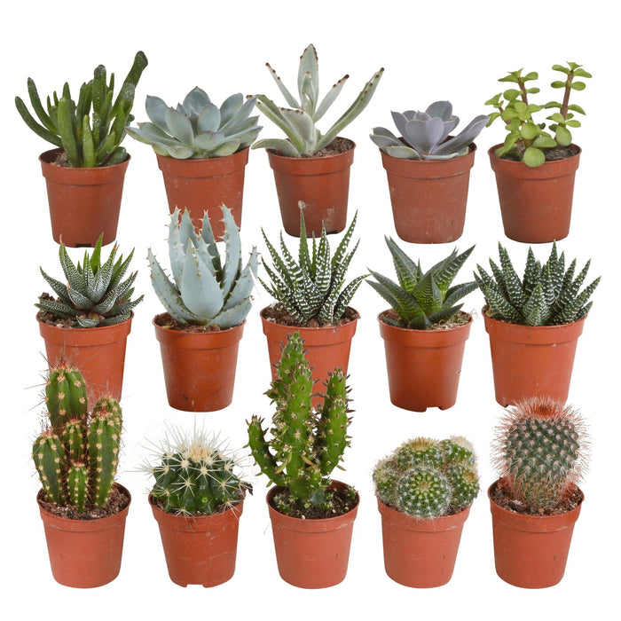 Scatola Cactus, Piante Grasse - Set Da 15 Piante, H13Cm