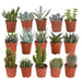 Scatola Cactus, Piante Grasse - Set Da 15 Piante, H13Cm