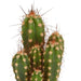 Scatola Cactus, Piante Grasse - Set Da 15 Piante, H13Cm