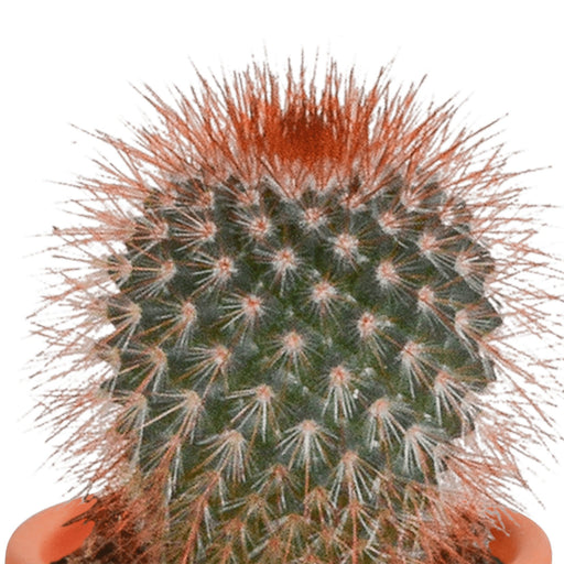 Scatola Cactus, Piante Grasse - Set Da 15 Piante, H13Cm