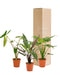 Confezione Regalo Alocasia - Set Di 3 Piante