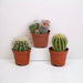 Confezione Regalo Baby Cactus - Set Di 3 Piante, H16 Cm