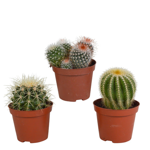 Confezione Regalo Baby Cactus - Set Di 3 Piante, H16 Cm