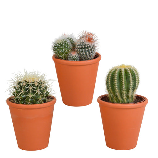 Confezione Regalo Di Cactus E Vasi Per Piante In Terracotta - Set Di 3 Piante, H16 Cm