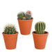 Confezione Regalo Di Cactus E Vasi Per Piante In Terracotta - Set Di 3 Piante, H16 Cm