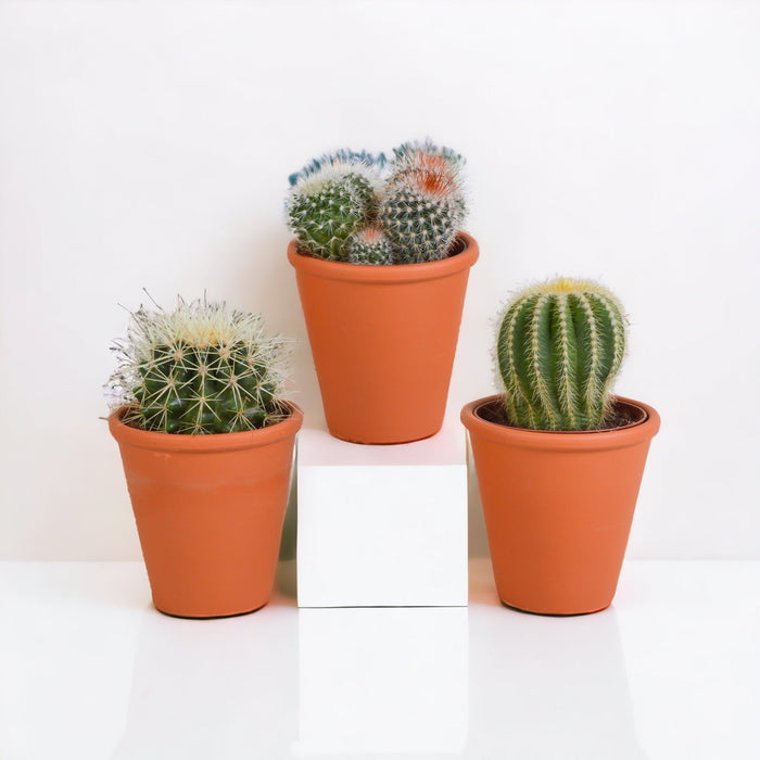 Confezione Regalo Di Cactus E Vasi Per Piante In Terracotta - Set Di 3 Piante, H16 Cm