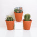 Confezione Regalo Di Cactus E Vasi Per Piante In Terracotta - Set Di 3 Piante, H16 Cm