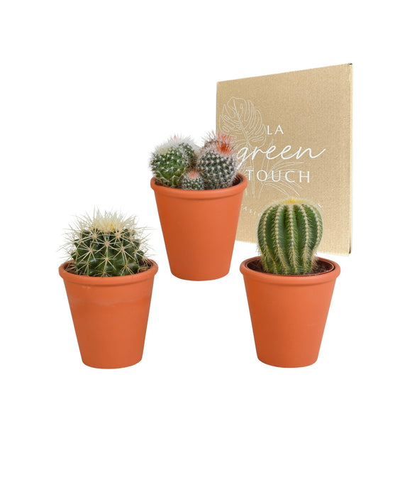 Confezione Regalo Di Cactus E Vasi Per Piante In Terracotta - Set Di 3 Piante, H16 Cm